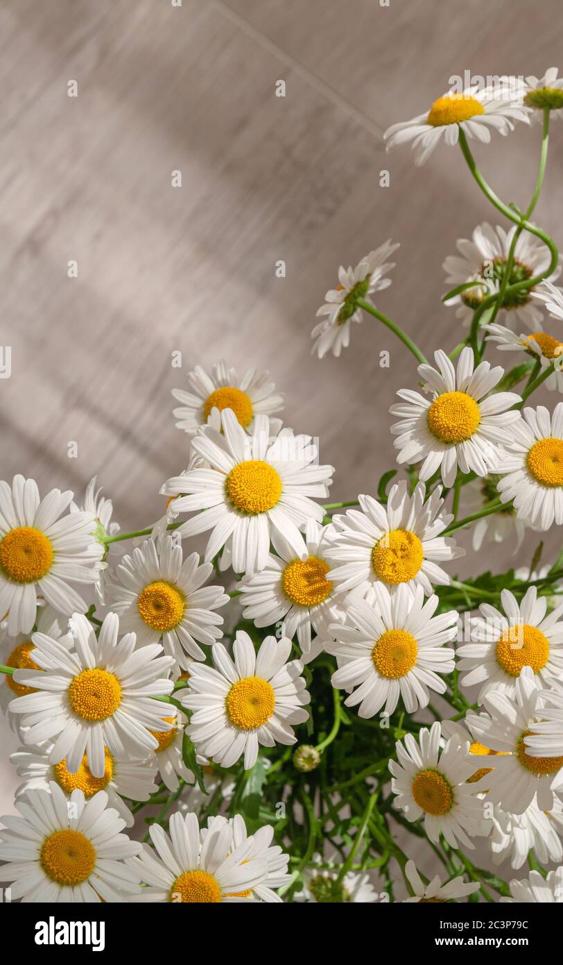 Bouquet di fiori daisy o camomilla su sfondo ligneo. Vista dall'alto Foto Stock