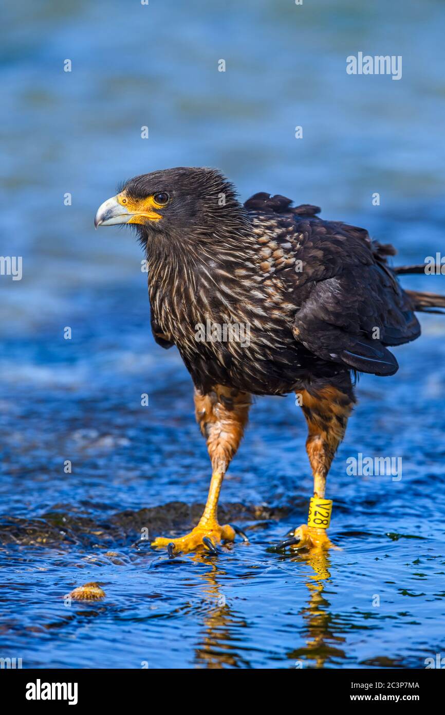Caracara striata (Phalcoboenus australis), Isola di Saunders, Falkland Occidentale, Isole Falkland Foto Stock