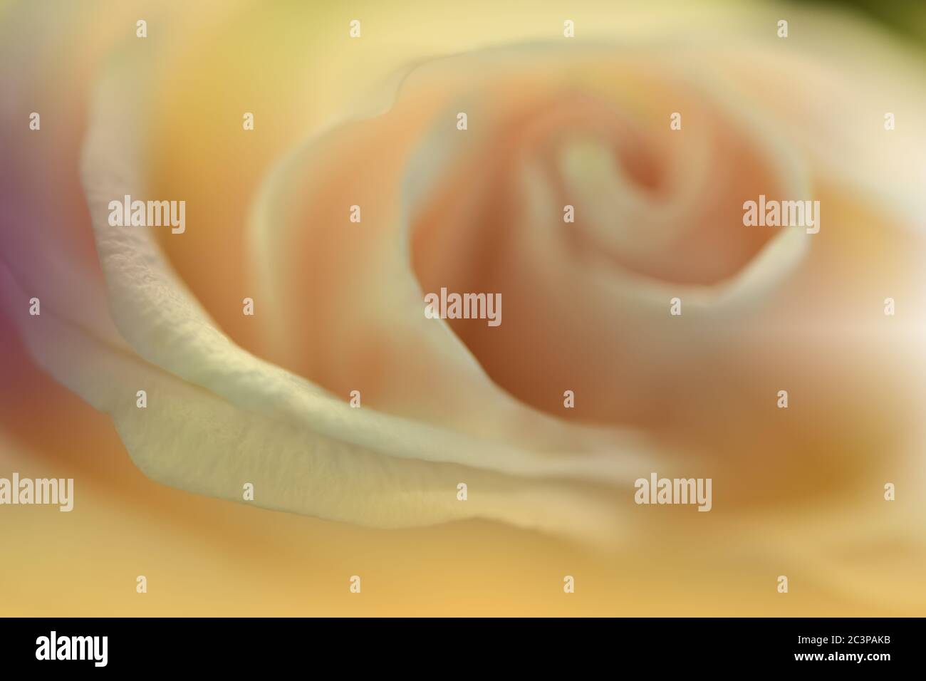 Bella natura background.Floral Art Design.astratto Macro Fotografia.Estate Rose Flower.Golden background.Creative artistico Wallpaper.Yellow Color Foto Stock
