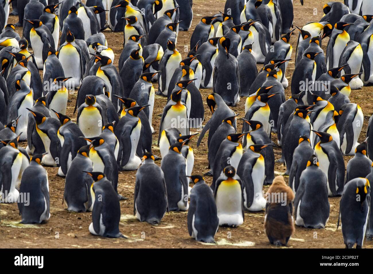 Re pinguino (Apptenodytes patagonicus), punto Volontario, Falkland orientale, Isole Falkland Foto Stock