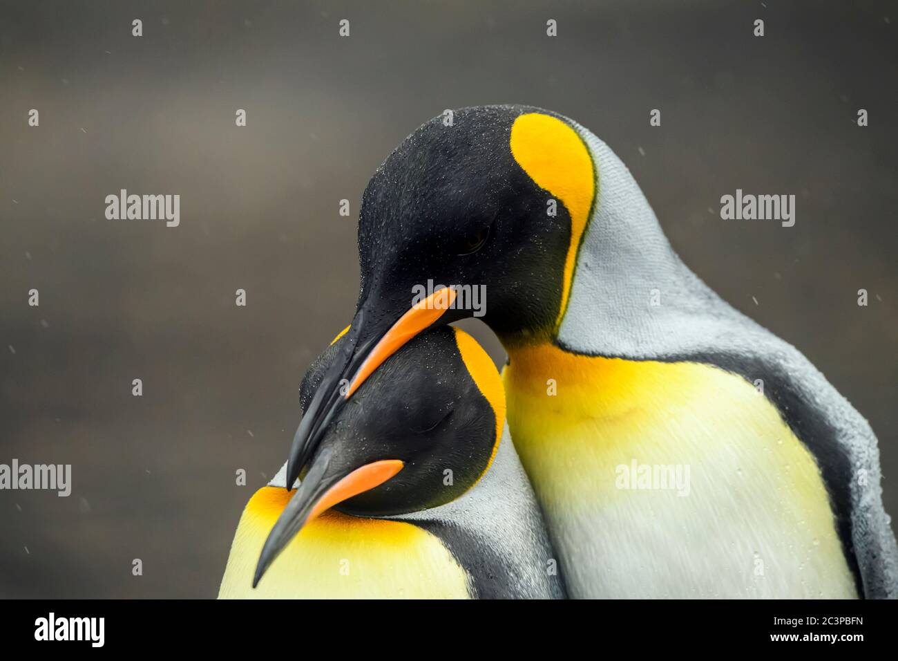 Re pinguino (Apptenodytes patagonicus), Isola di Saunders, Falkland Occidentale, Isole Falkland Foto Stock