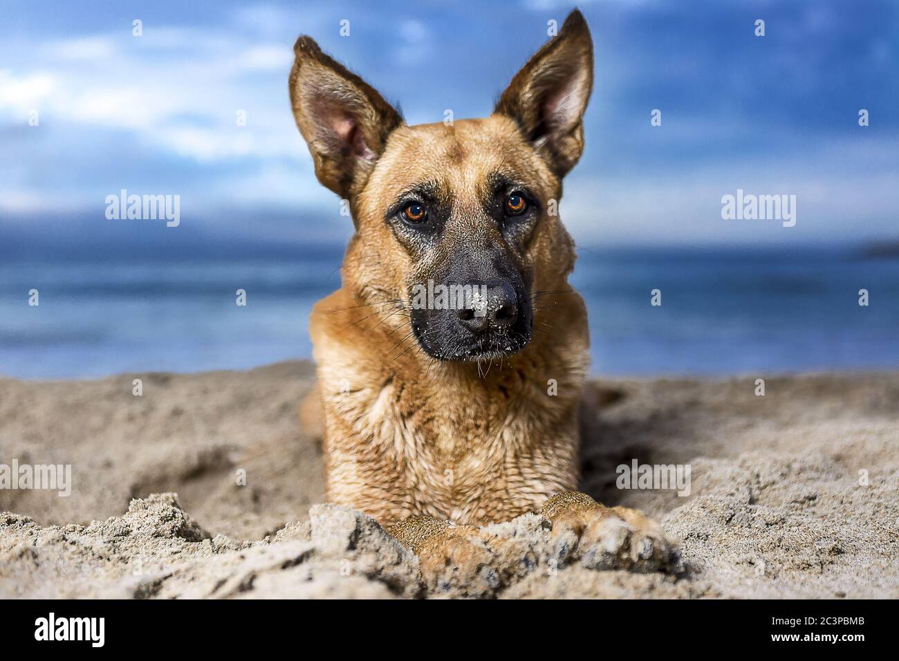 Primo piano di un cane da pastore tedesco su un condimento sfondo Foto Stock