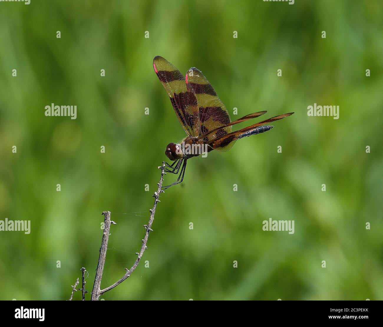 Halloween Pennant Libellula Foto Stock