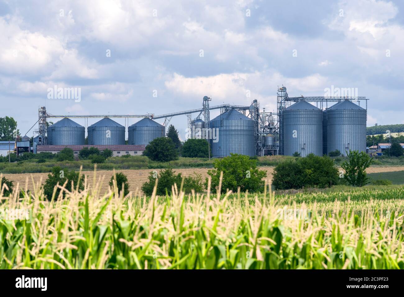 Grano silos in campi di mais Foto Stock