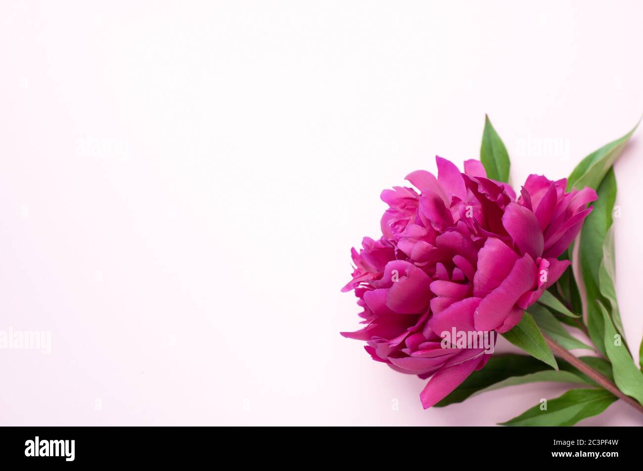 Fiore di pony di Borgogna su sfondo rosa. Vista dall'alto, spazio di copia. Concept Festa della mamma, Giornata della famiglia, San Valentino Foto Stock