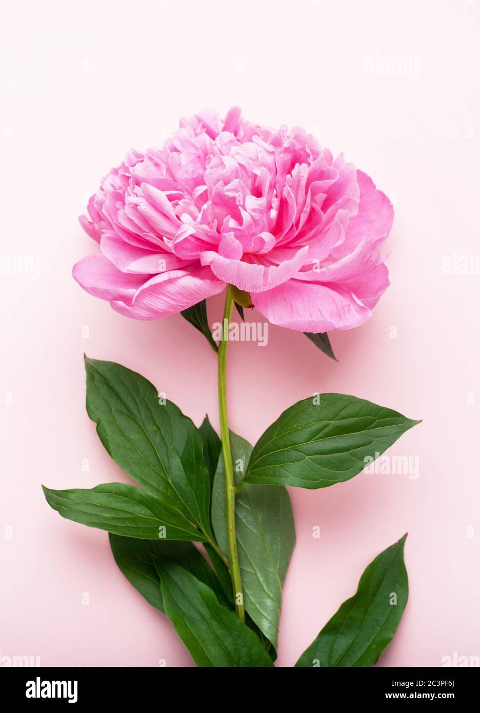 Fiore di pony rosa su sfondo rosa. Vista dall'alto, formato verticale. Concept Festa della mamma, Giornata della famiglia, San Valentino. Foto Stock