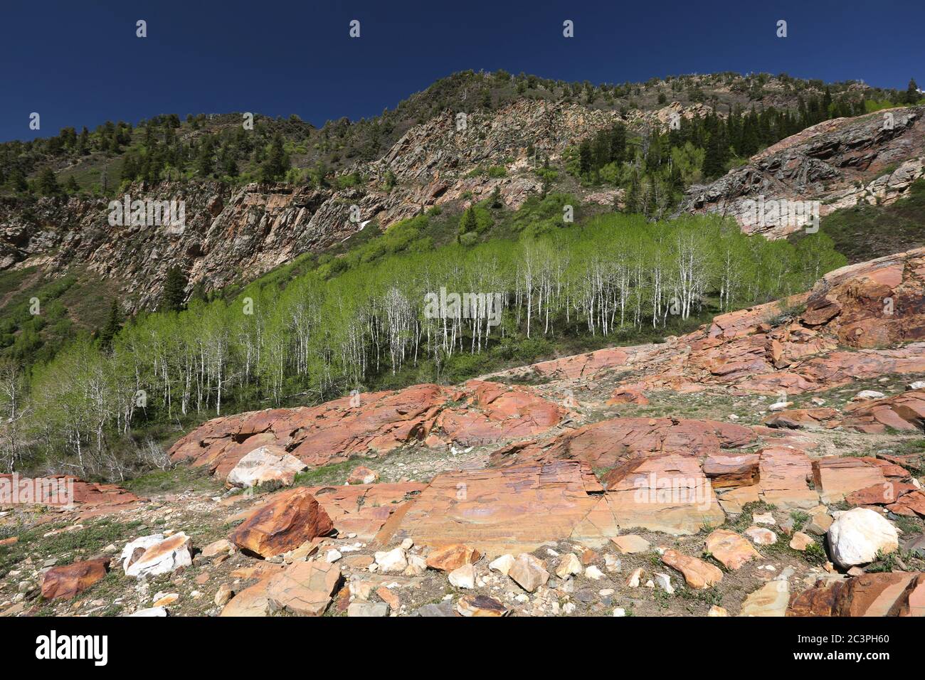 Foglie fresche di aspens, Big Cottonwood Canyon, Utah Foto Stock