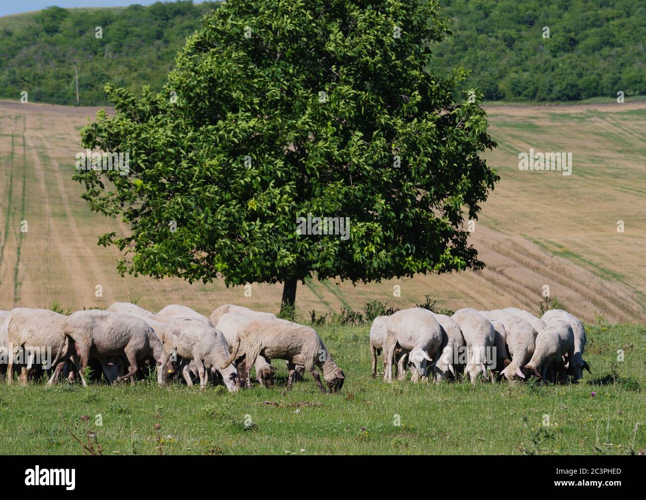 gregge di pecore pascolano su un prato verde Foto Stock