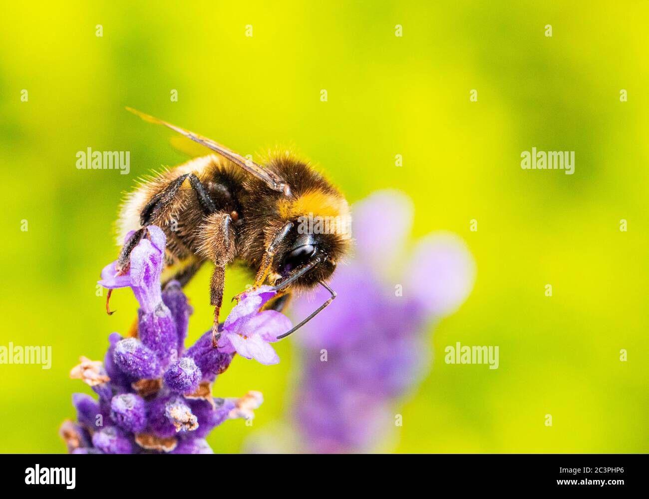 Bumblebee dalla coda bianca, Bombus lucorum, su un fiore nella campagna del Bedfordshire UK , estate 2020 Foto Stock