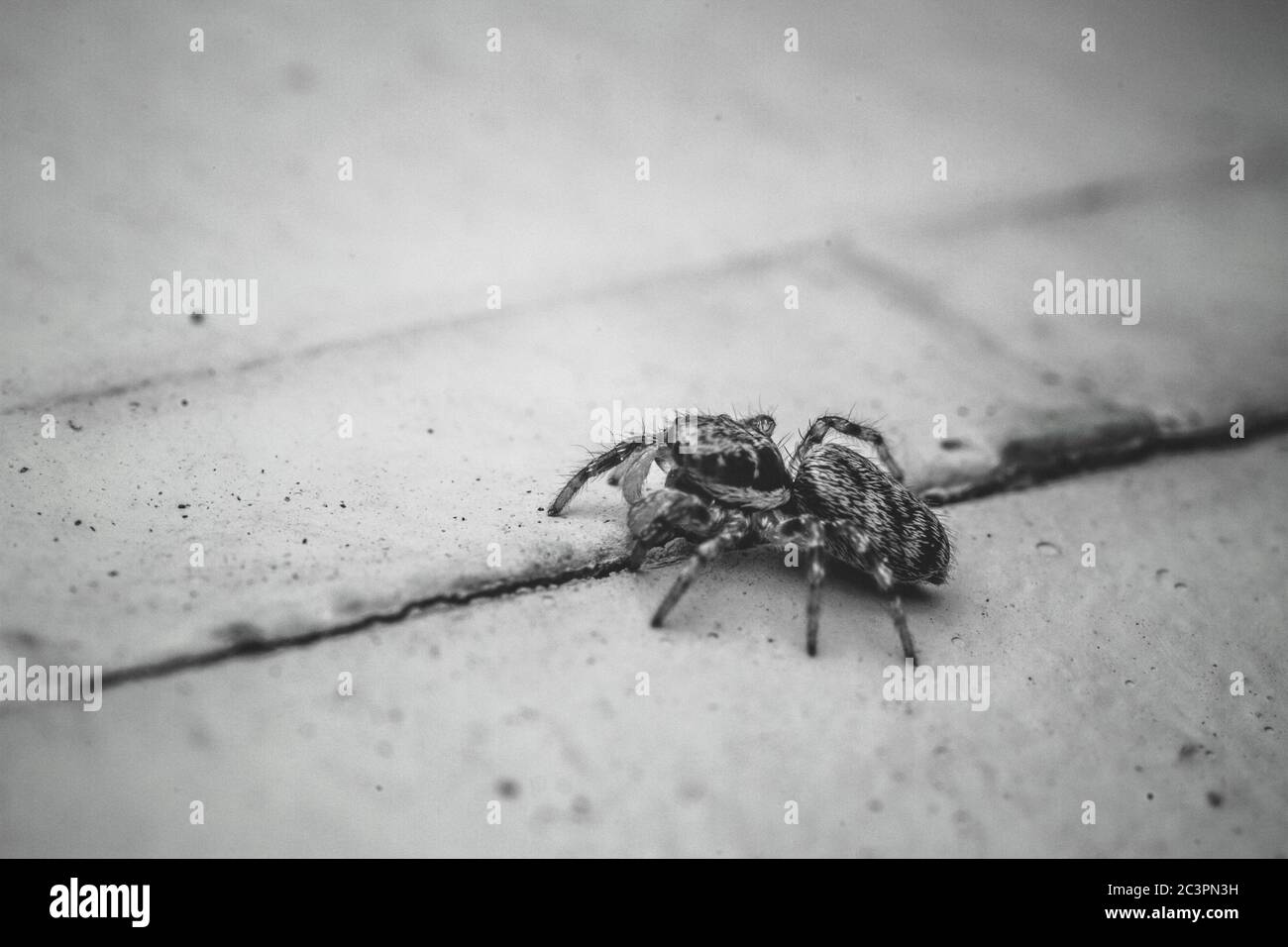 Colpo ad angolo di un salticidae creepy (ragno di salto) sul pavimento bianco Foto Stock