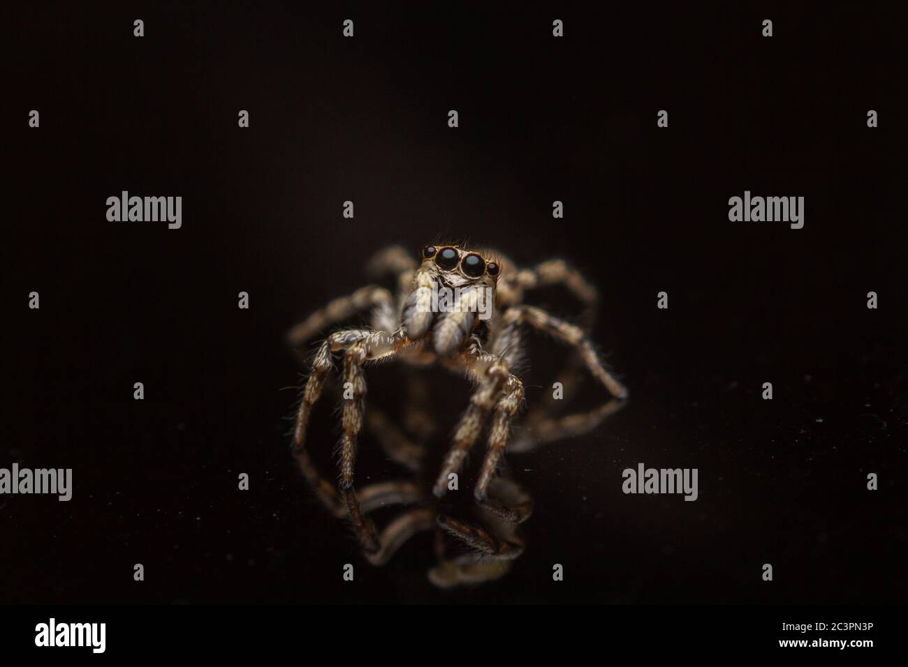 Colpo ad angolo di un salticidae creepy (ragno di salto) su una superficie nera Foto Stock