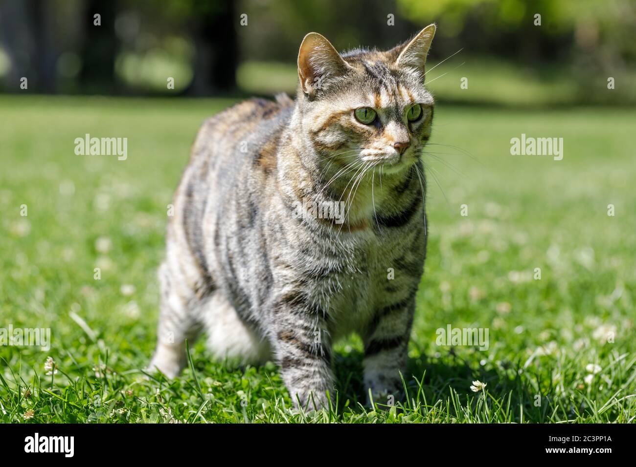 Gatto di bottail americano su erba Foto Stock