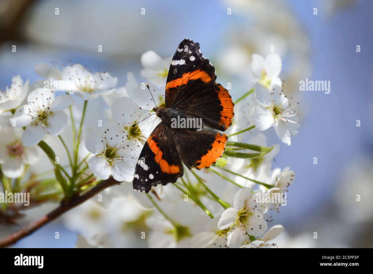 Farfalla ammiraglio rosso su fiori di pera Bradford bianco Foto Stock