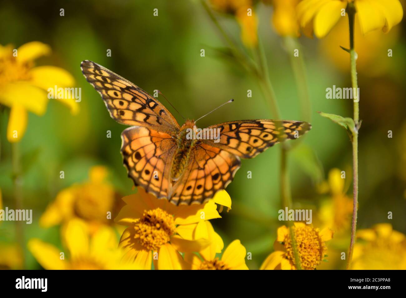 farfalla fritta variegata (euppoieta claudia) su fiori gialli Foto Stock