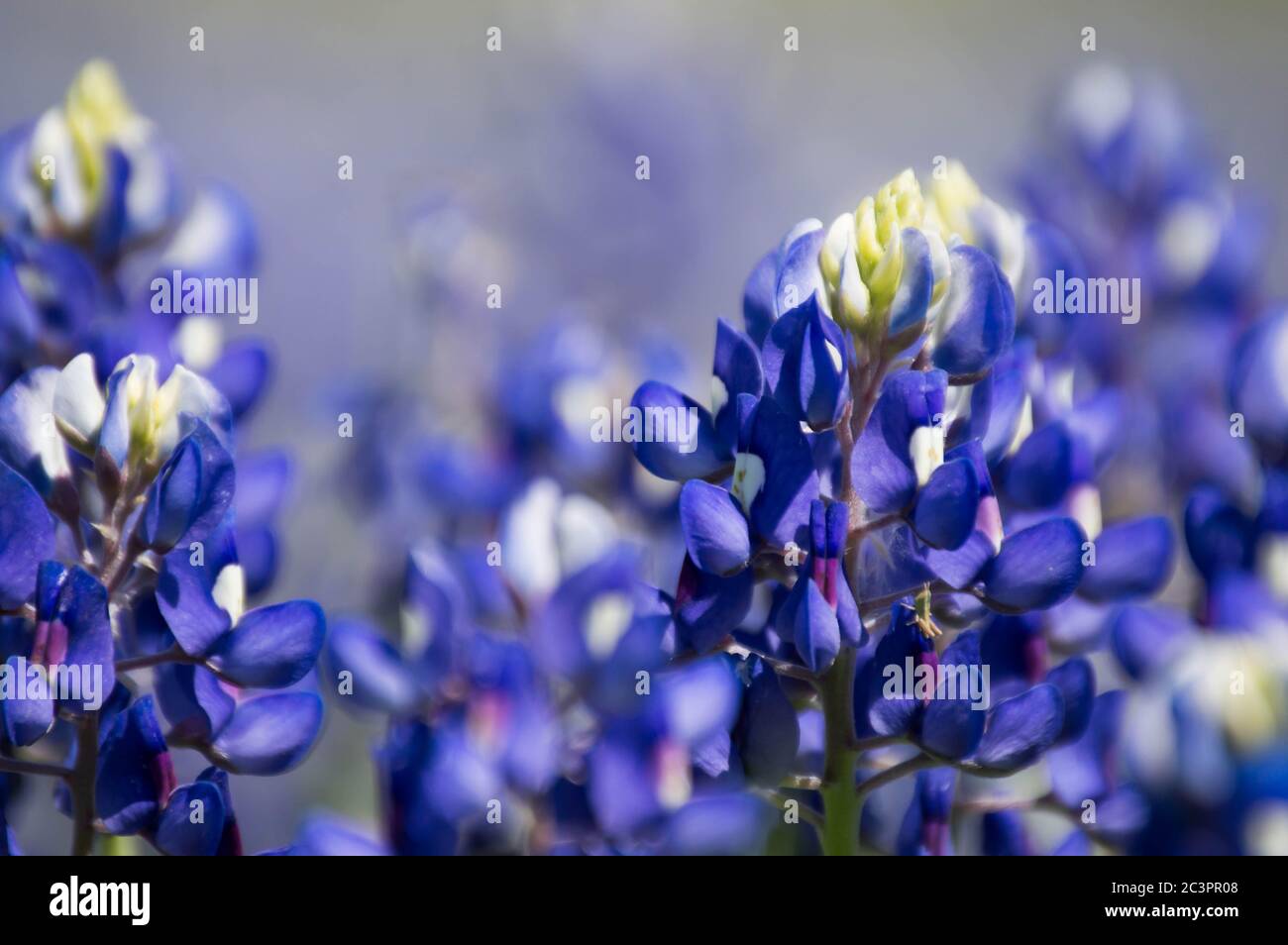 splendido campo blu nel texas hill country Foto Stock