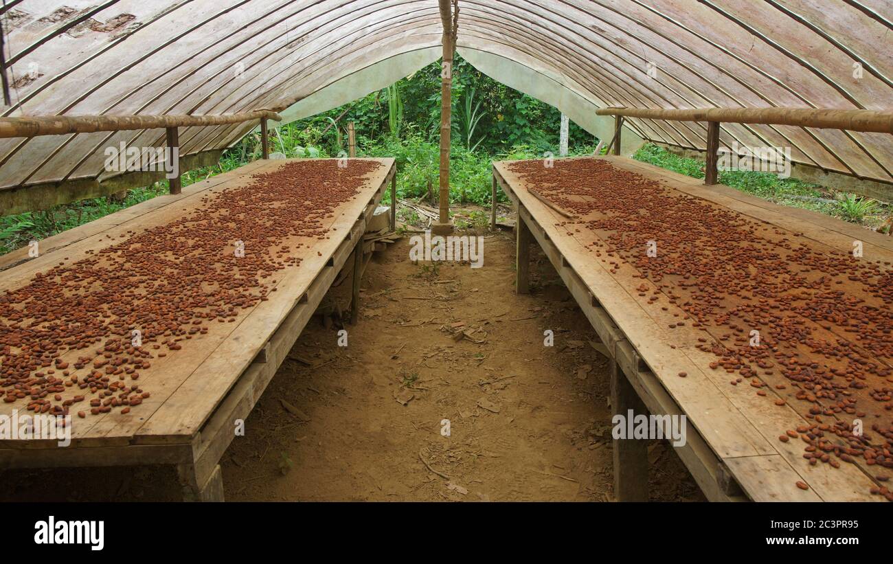 Vista dei semi di cacao su un rustico tavolo di legno che asciuga all'interno di una serra Foto Stock