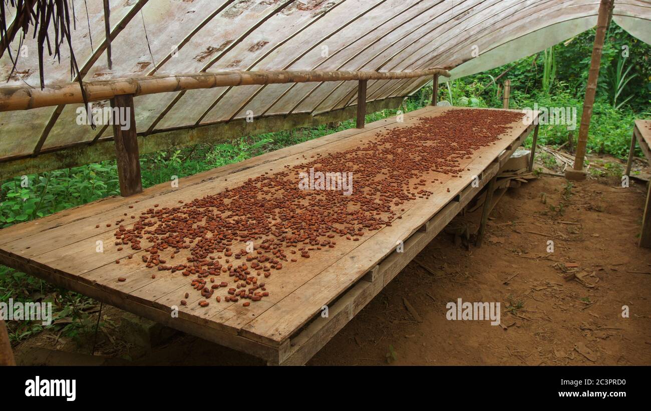 Vista dei semi di cacao su un rustico tavolo di legno che asciuga all'interno di una serra Foto Stock