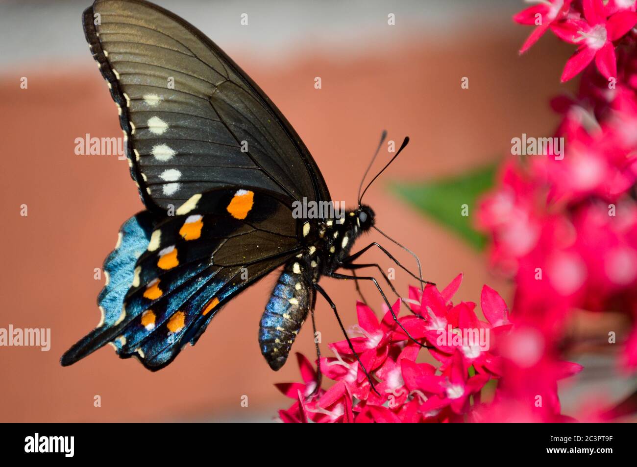 coda di rondine pipeline (battus filenor) su fiori rosa pentas Foto Stock