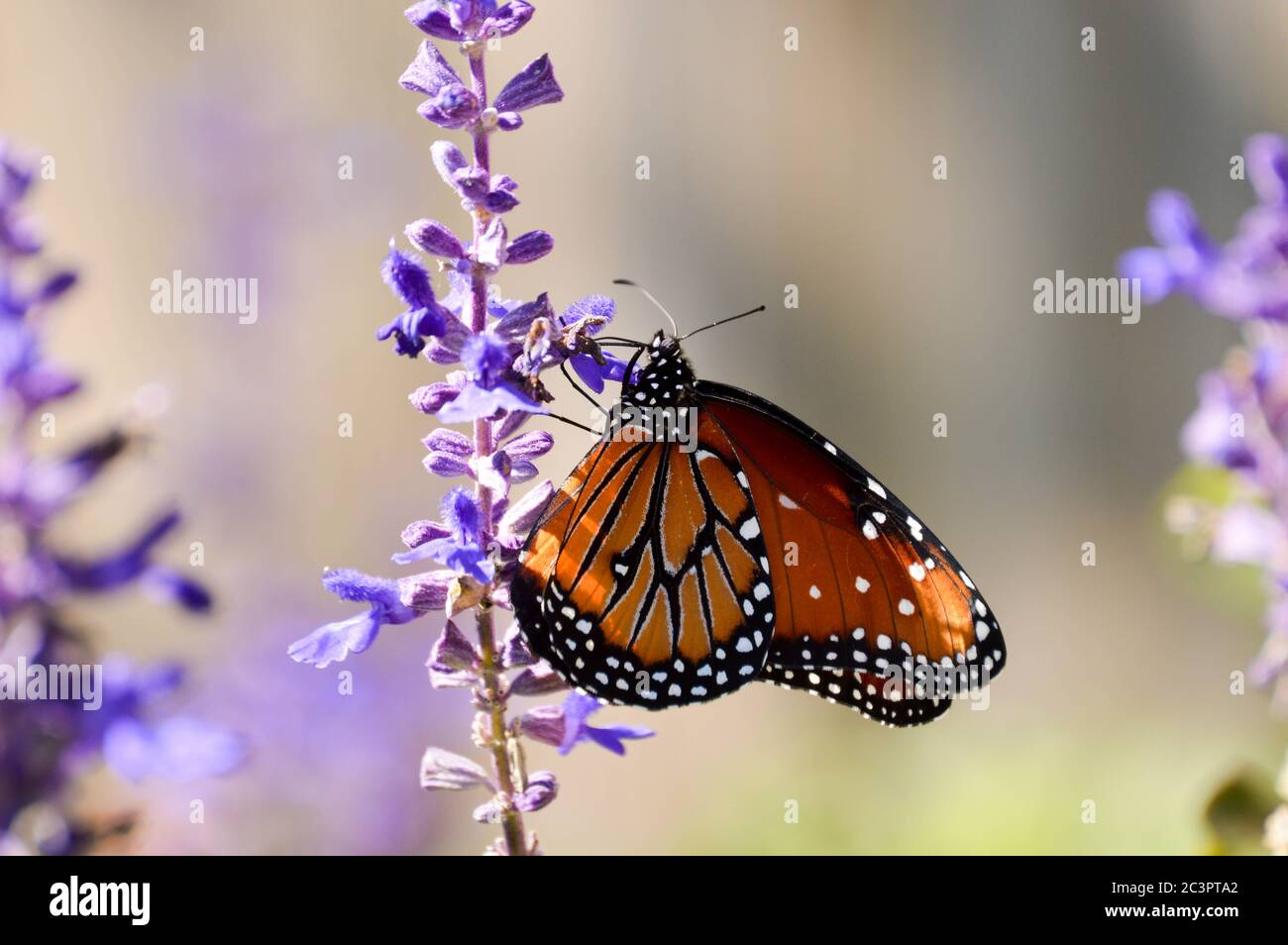Farfalla regina su salvia blu Foto Stock