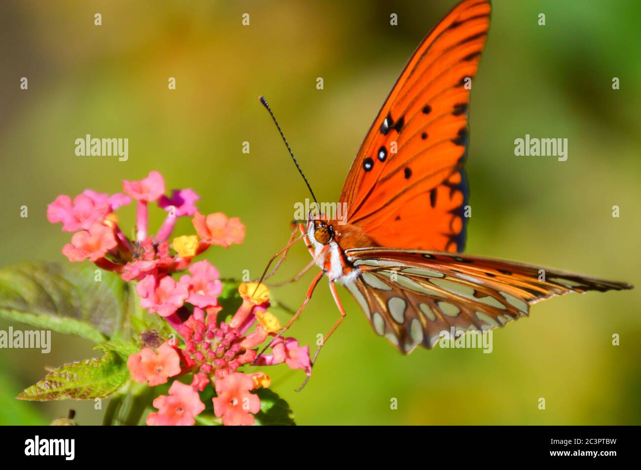 farfalla di fritillary del golfo su fiori di lantana Foto Stock