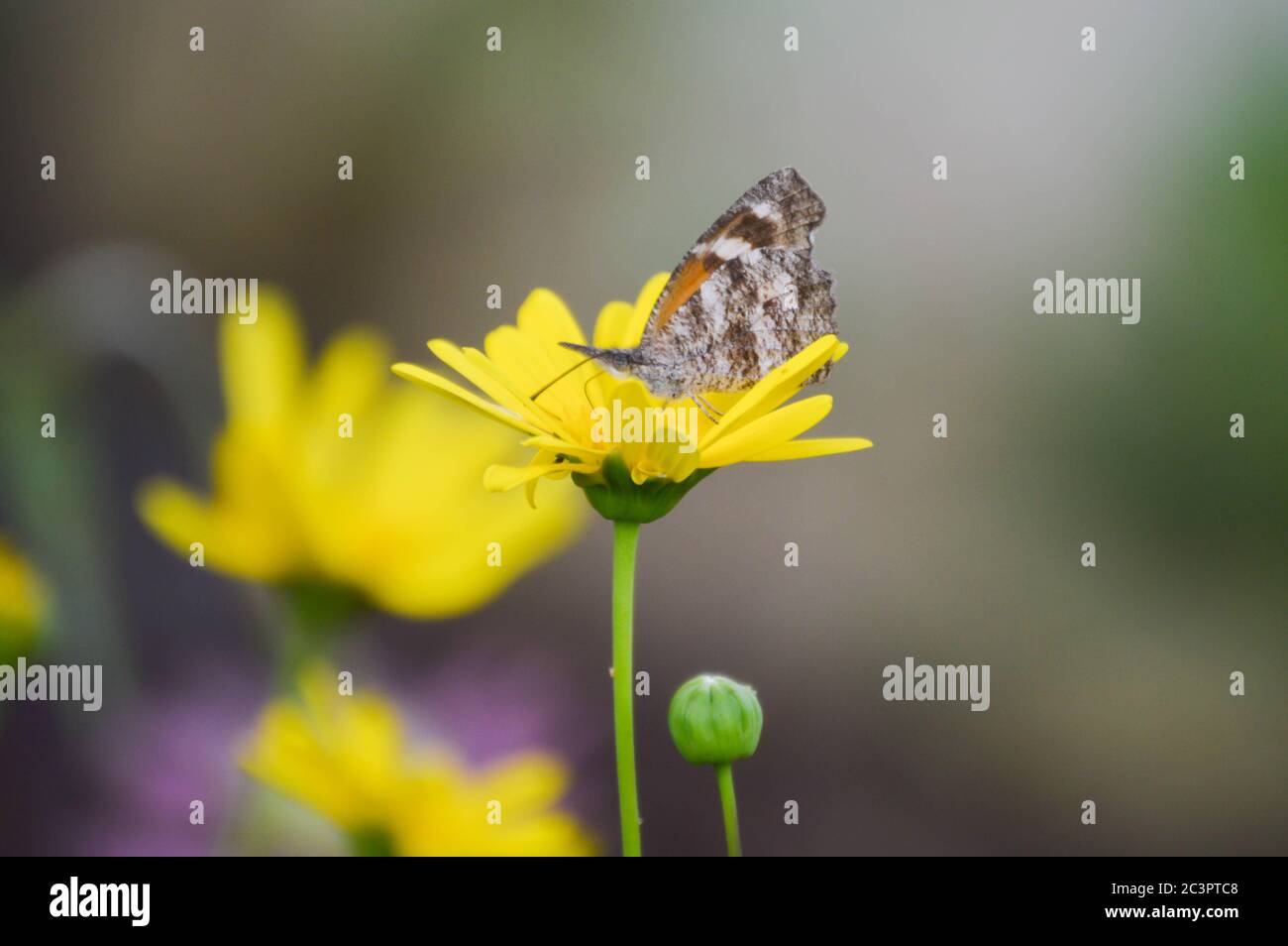 annuire la farfalla annodata su un fiore giallo Foto Stock