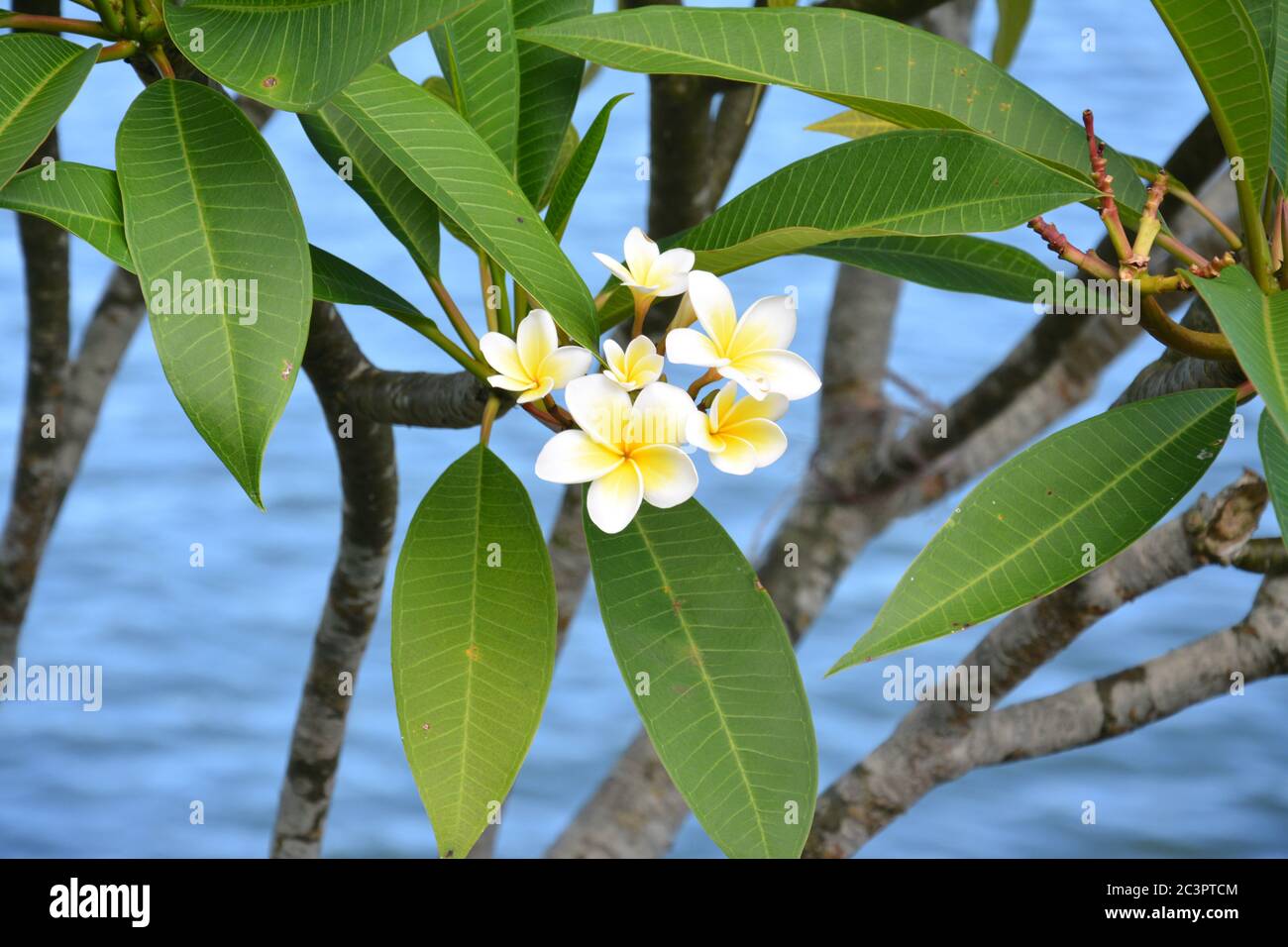 Il fiore dell'uovo fiorisce con l'acqua come sfondo Foto Stock