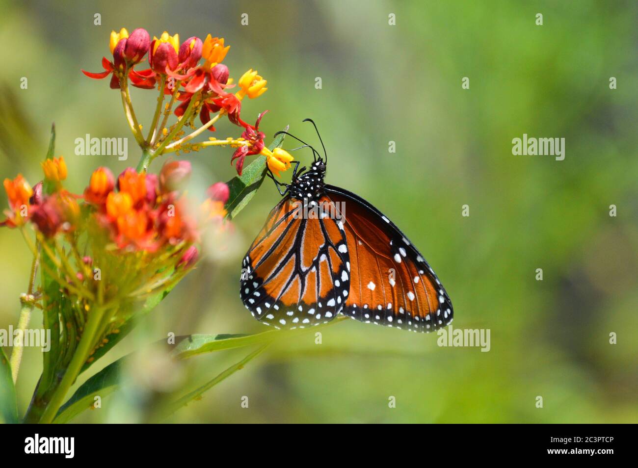 Queen farfalla nectaring su fiori tropicali di mungitura Foto Stock