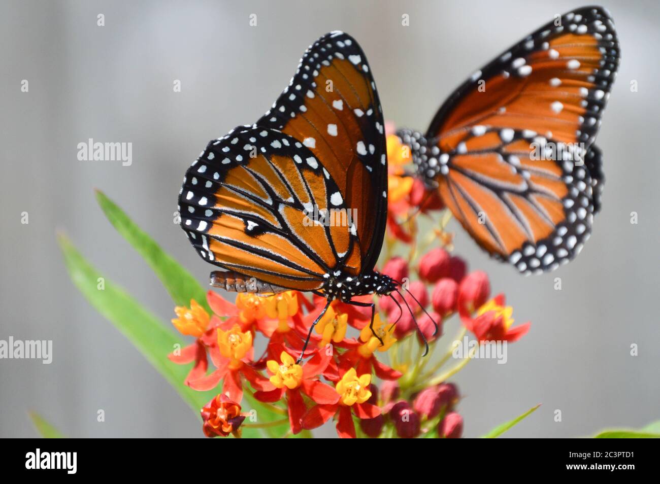 Queen farfalla nectaring su fiori tropicali di mungitura Foto Stock