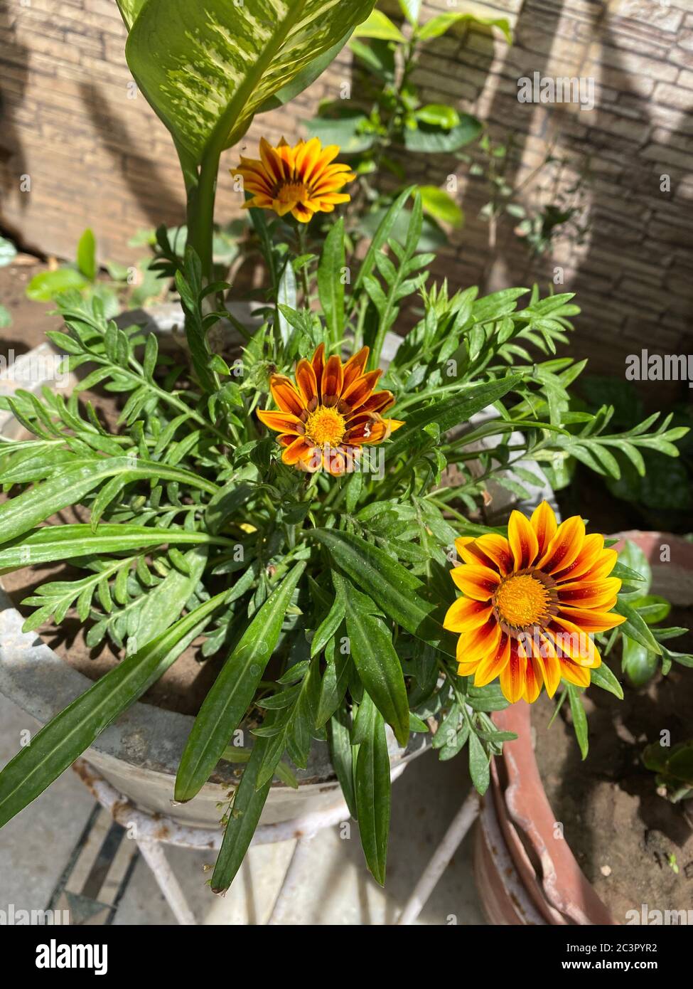 Girasole rosso Foto Stock