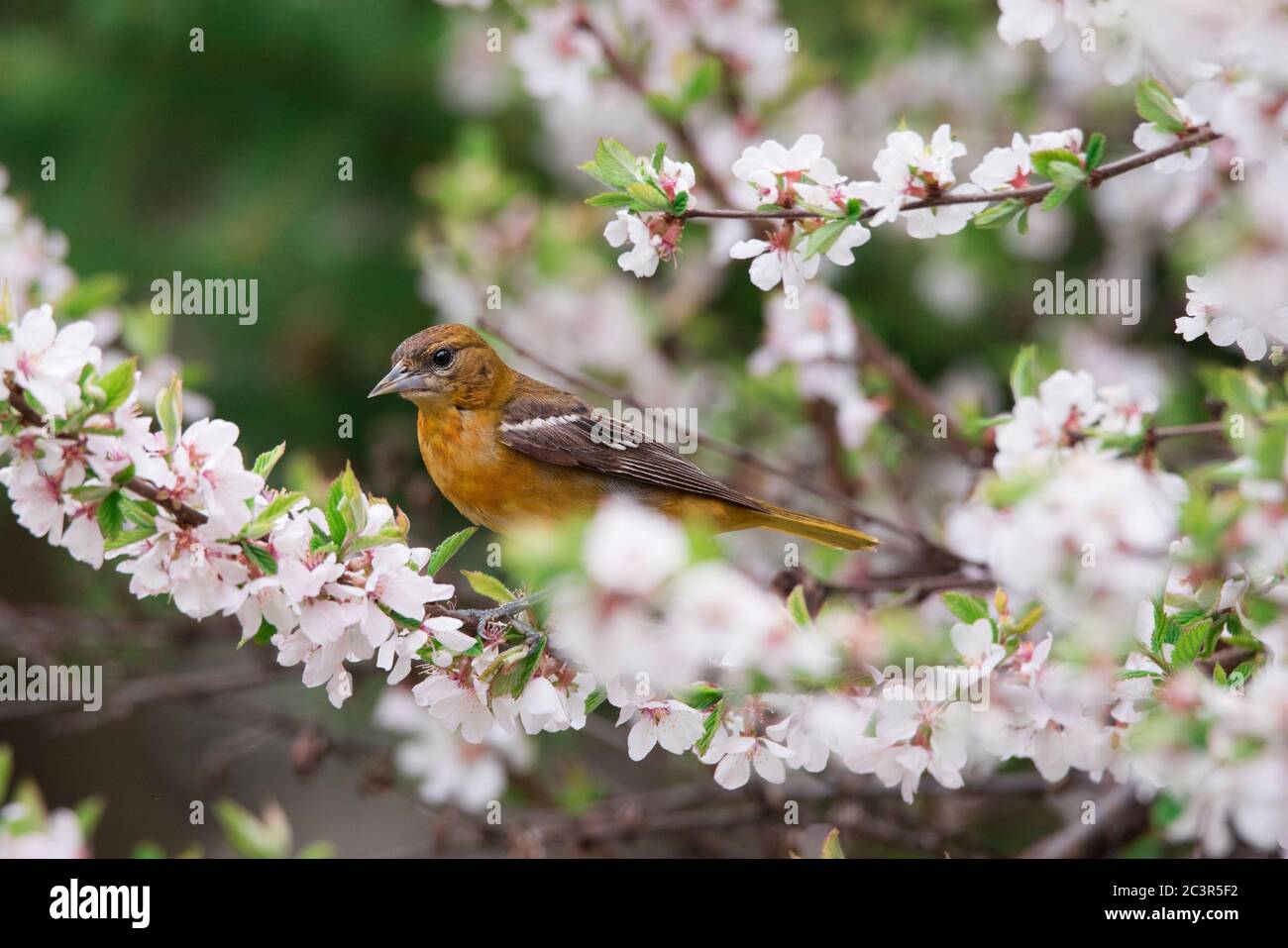 Una donna Baltimora Oriole si pone in alcune fioritura di ciliegi ai giardini Toronto`s Rosetta McClain. Foto Stock