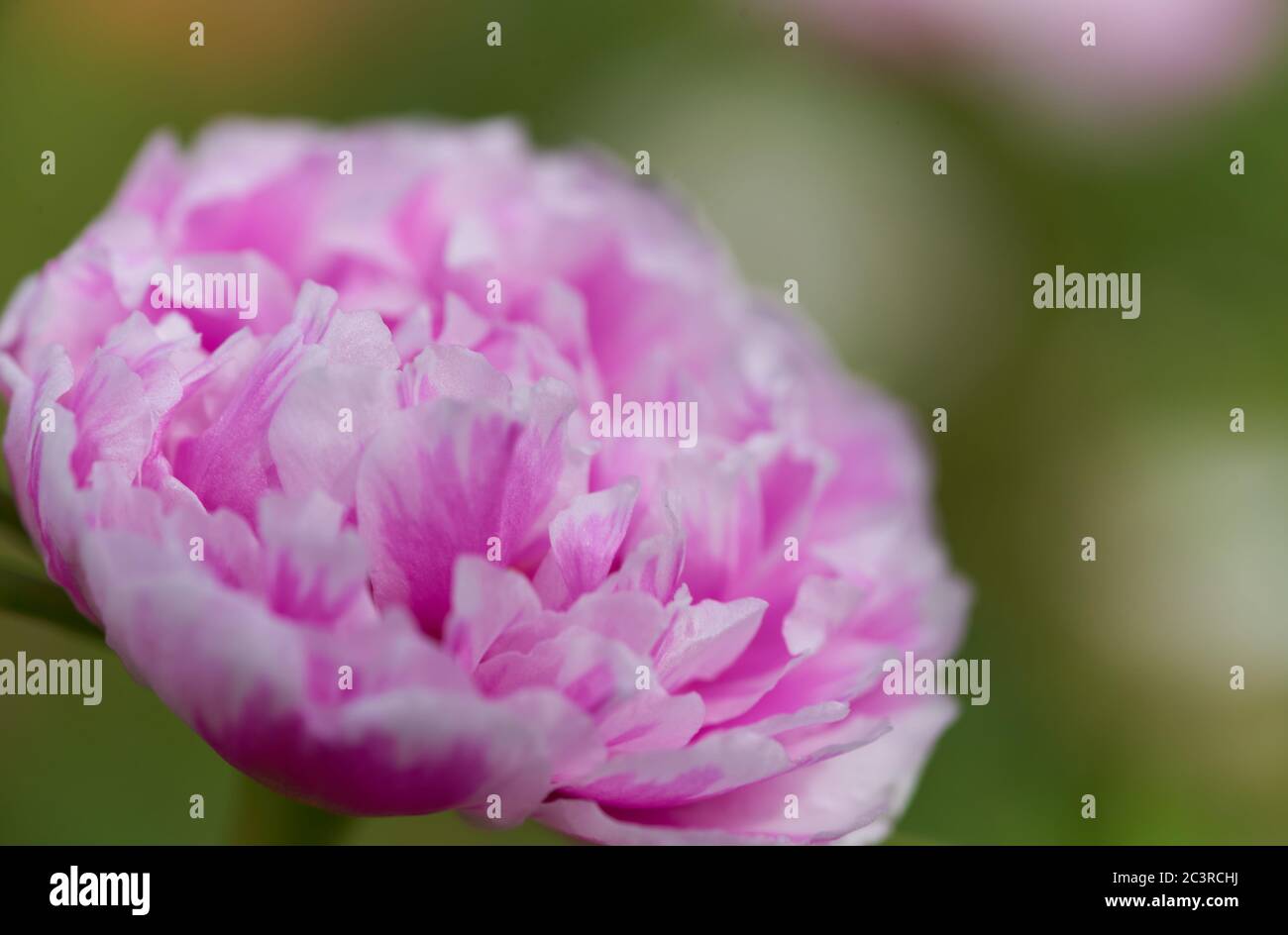 Vista ravvicinata di un piccolo fiore rosa pastello Foto Stock