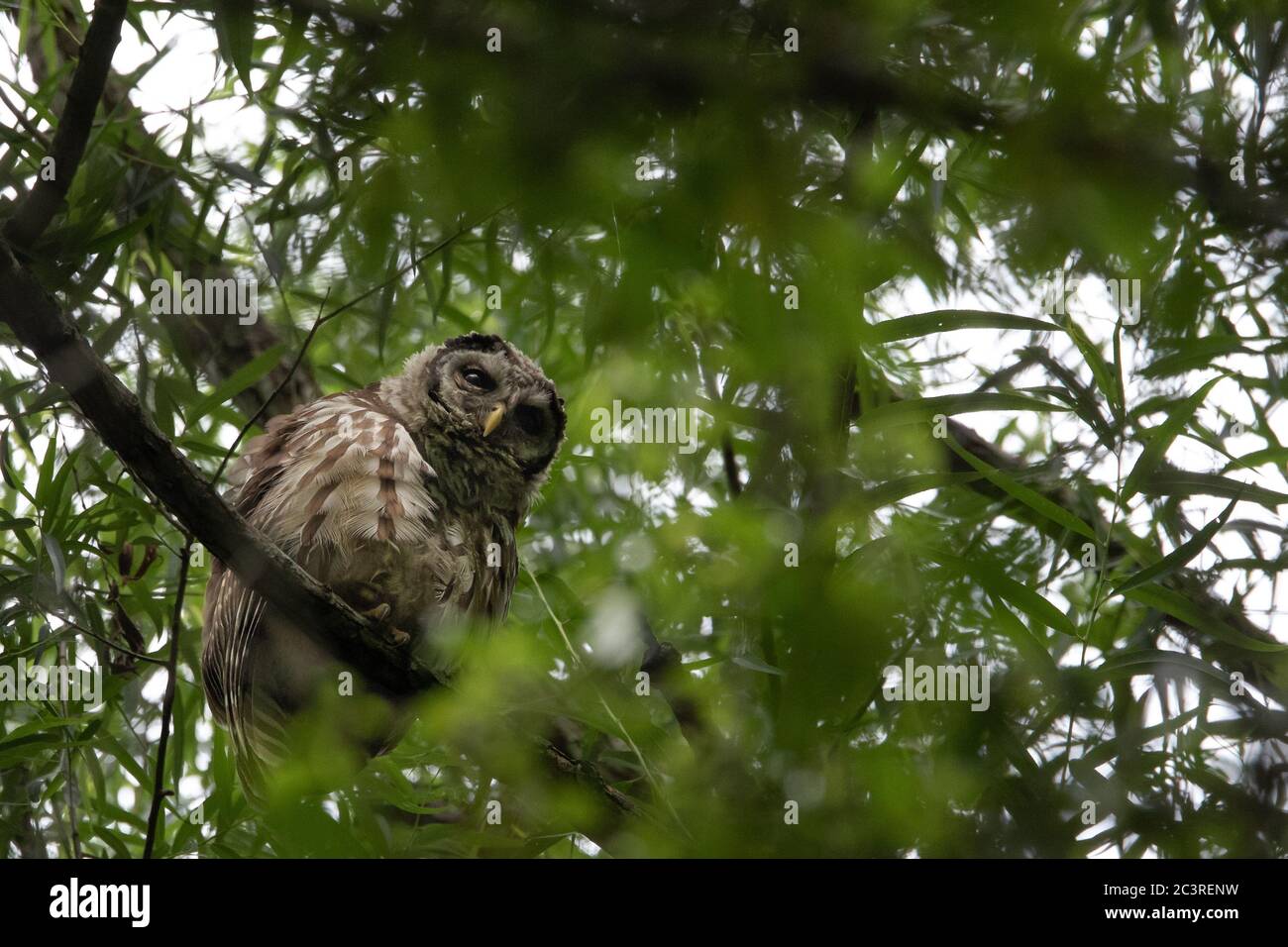 Gufo Barred giovanile arroccato su un ramo. Foto Stock