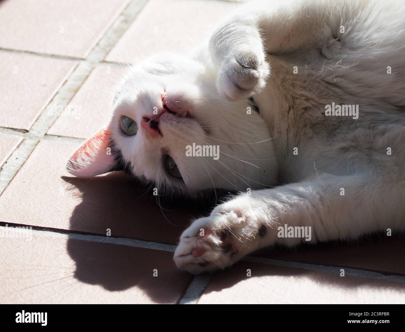 Un gatto bianco giocoso con marcature nere che si stendano al sole e giocano con la sua ombra. Foto Stock
