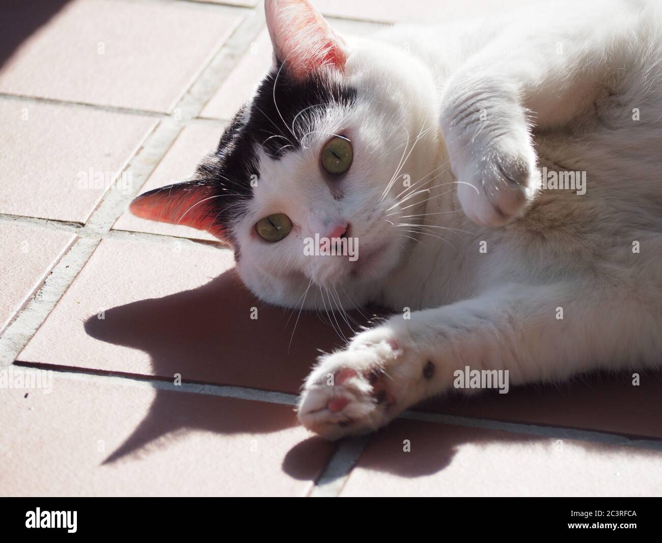 Un gatto bianco giocoso con marcature nere che si stendano al sole e giocano con la sua ombra. Foto Stock