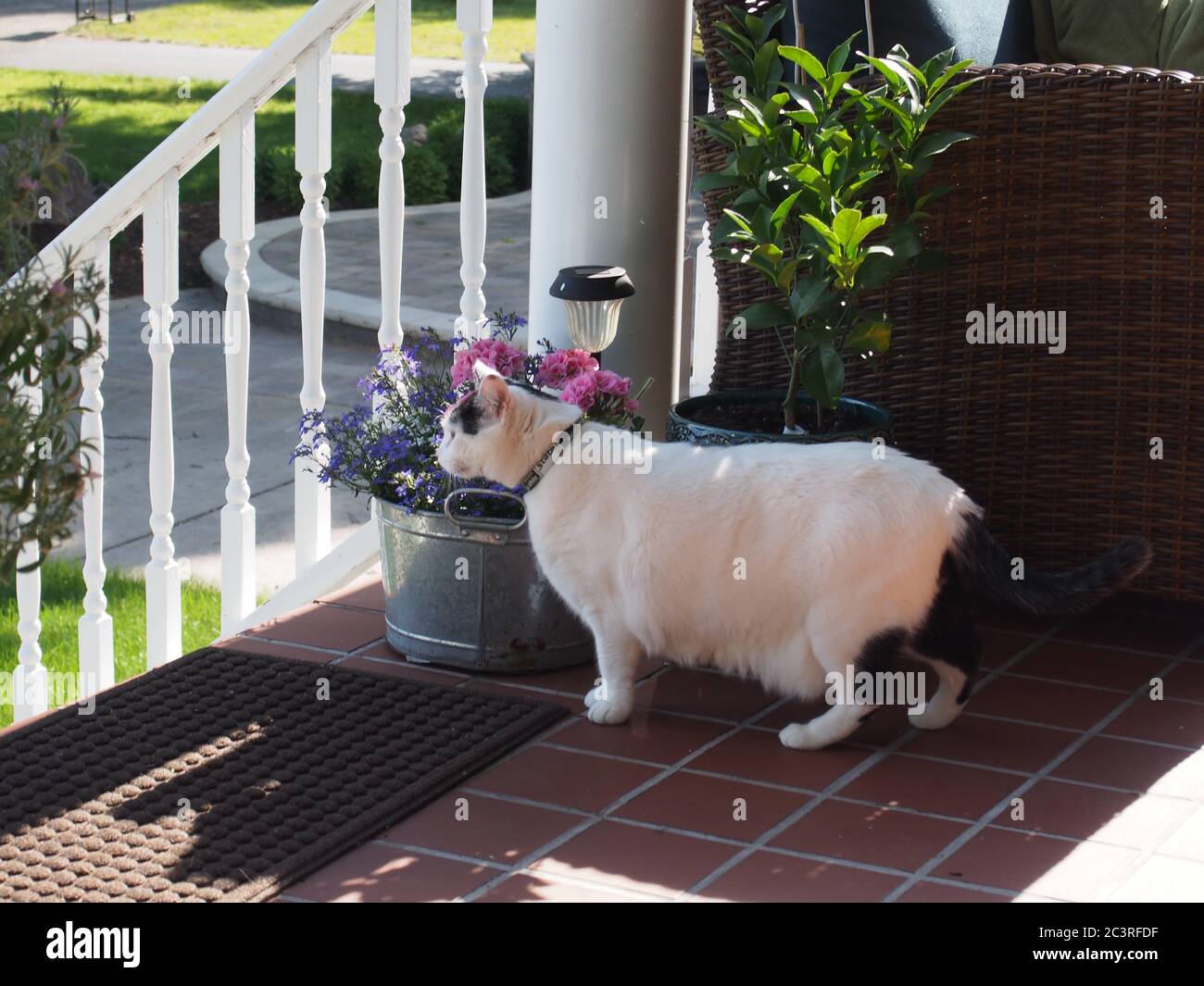 Cat all'aperto accanto a un secchio di fiori di stagno Foto Stock