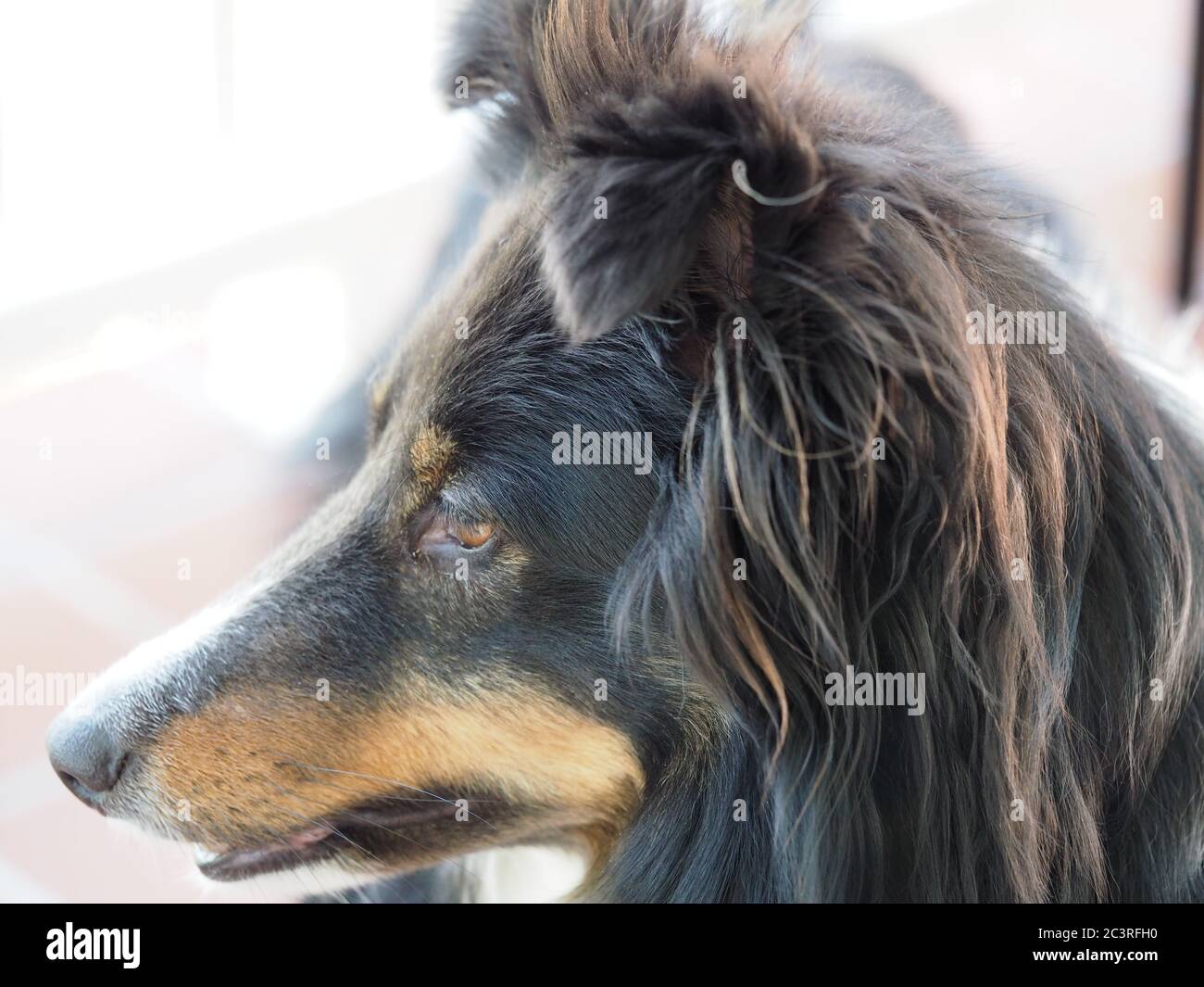 Shetland cane di pecora, Tri colore su Chiudi Foto Stock