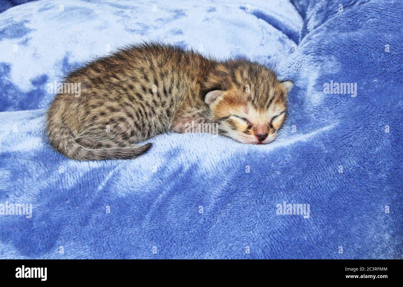 F4 Servo Newborn Savannah Kitten Foto Stock