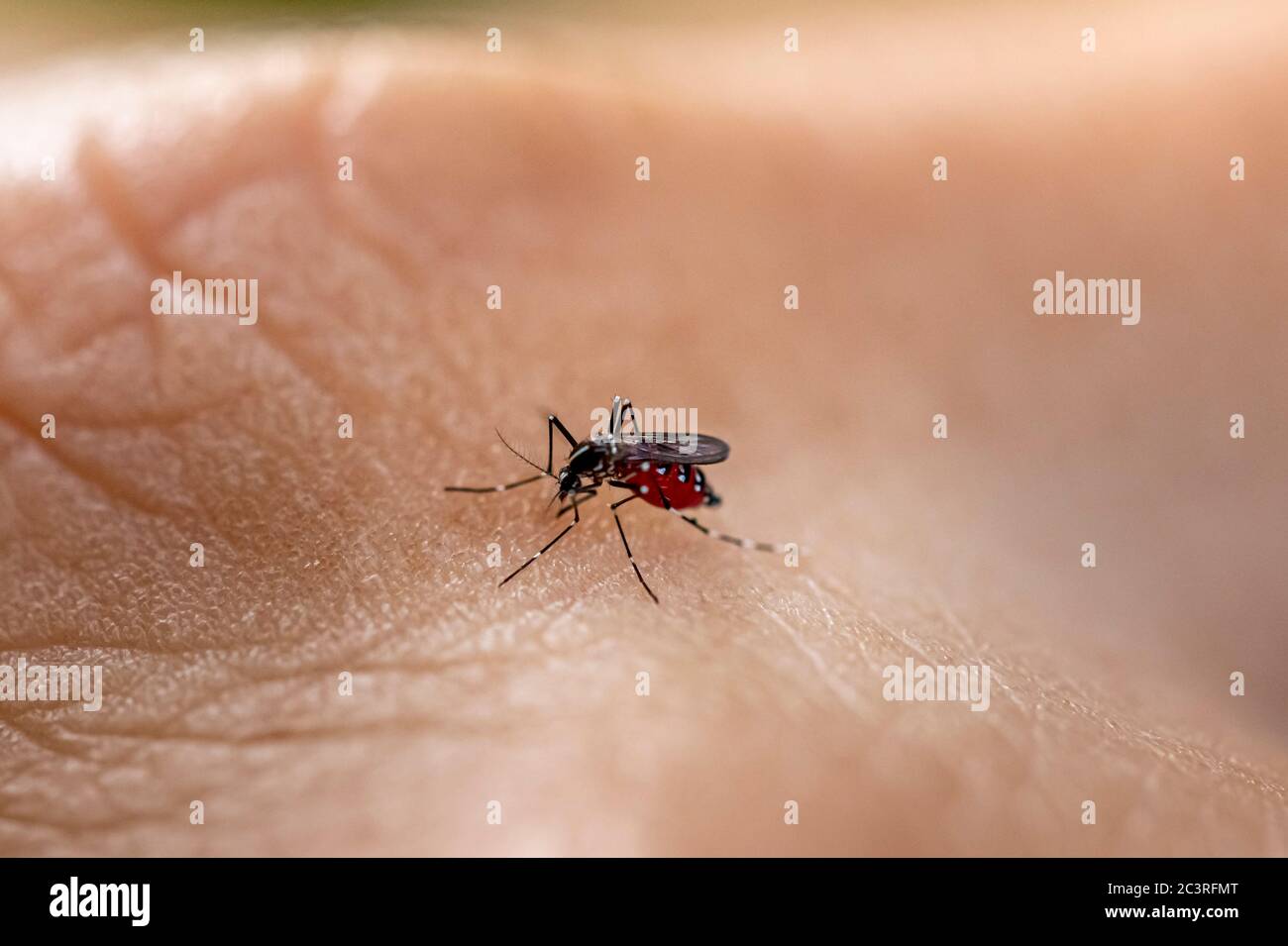 Aedes aegypti zanzara che mordica la pelle umana. Trasmettitore di varie malattie come dengue, zika e chikungunya febbre. Foto Stock