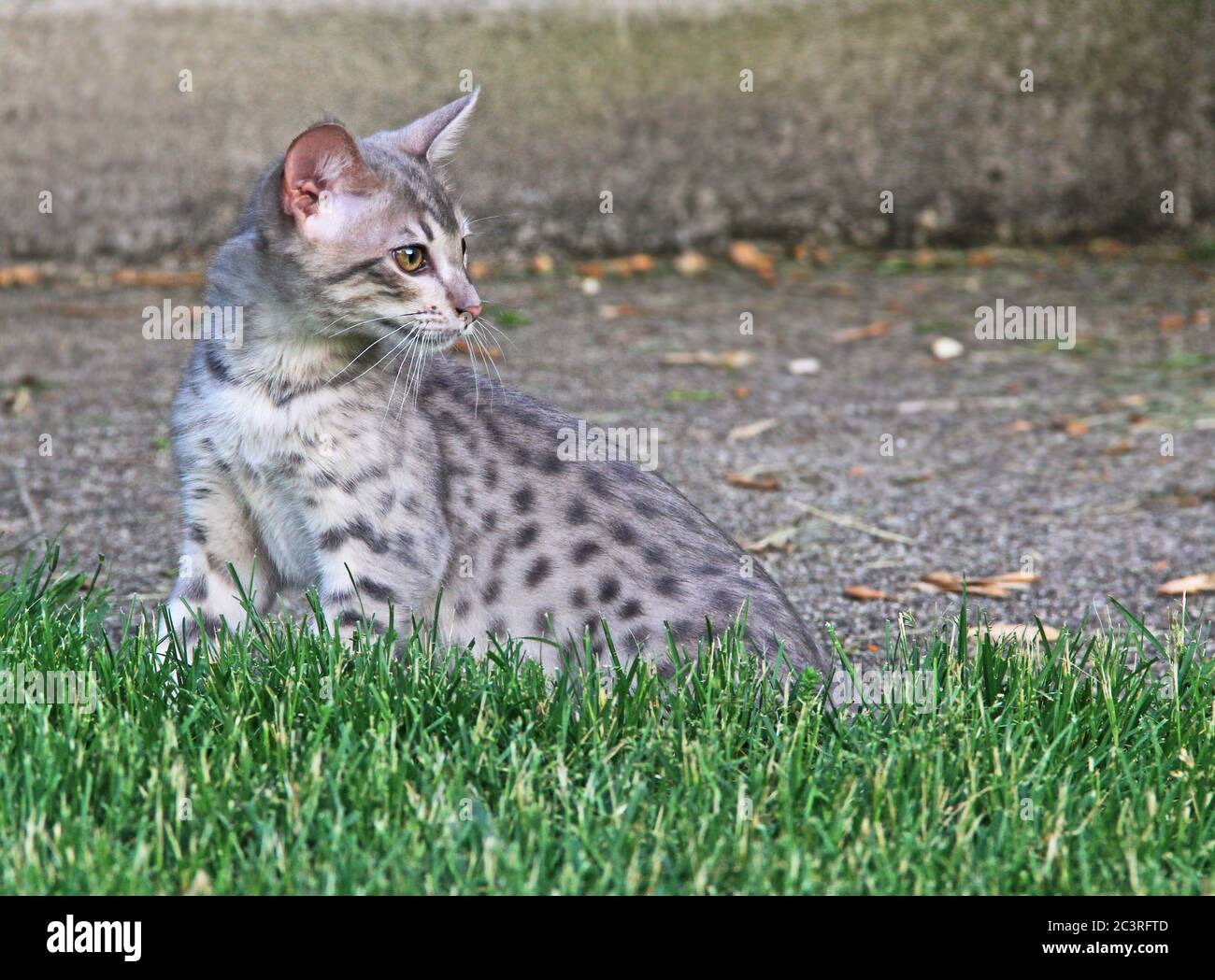 F4 Gray puntato Serval Savannah domestico Kitten Foto Stock