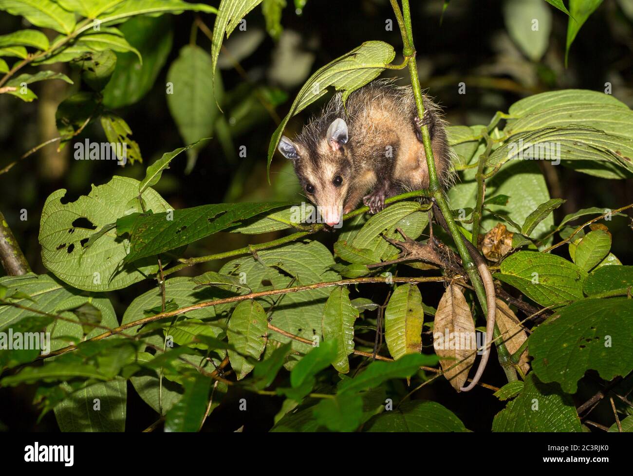 Opossum comune, Didelphus marsupialis, Selva Verde Lodge, Costa Rica Foto Stock