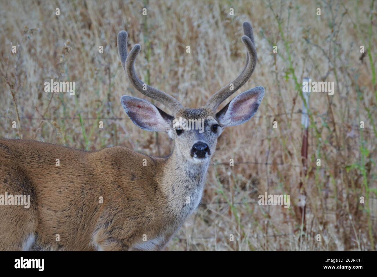 California - quello che viene chiamato un cervo 'blu' un buck in velluto nella Lake County Foto Stock