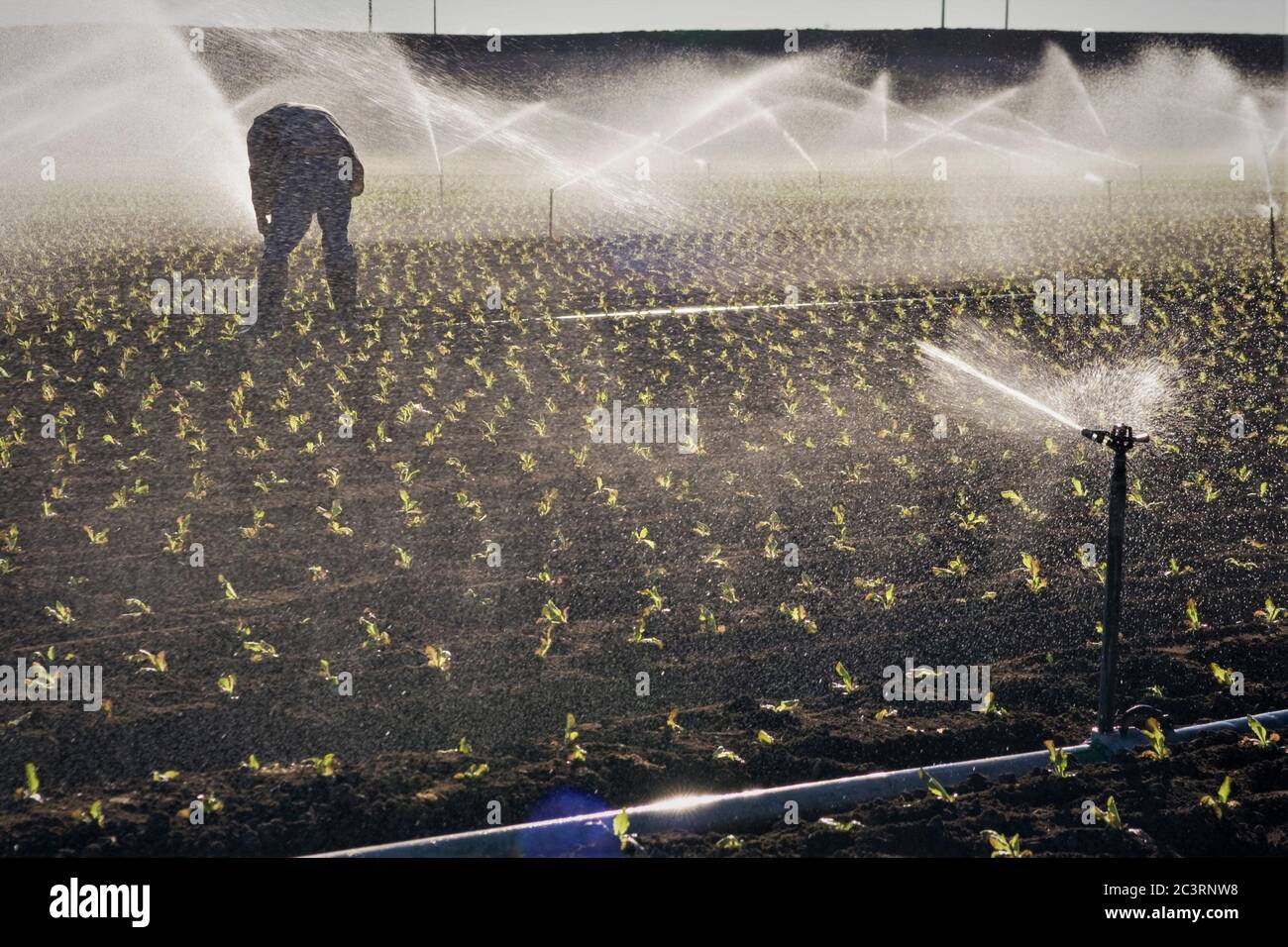 Farm Day lavoratore di lavoro per la fissazione di spruzzatori d'acqua nel campo di nuova piantagione di lattuga, lavoro a mano da parte dell'uomo messicano durante la siccità per alimentare l'America Foto Stock