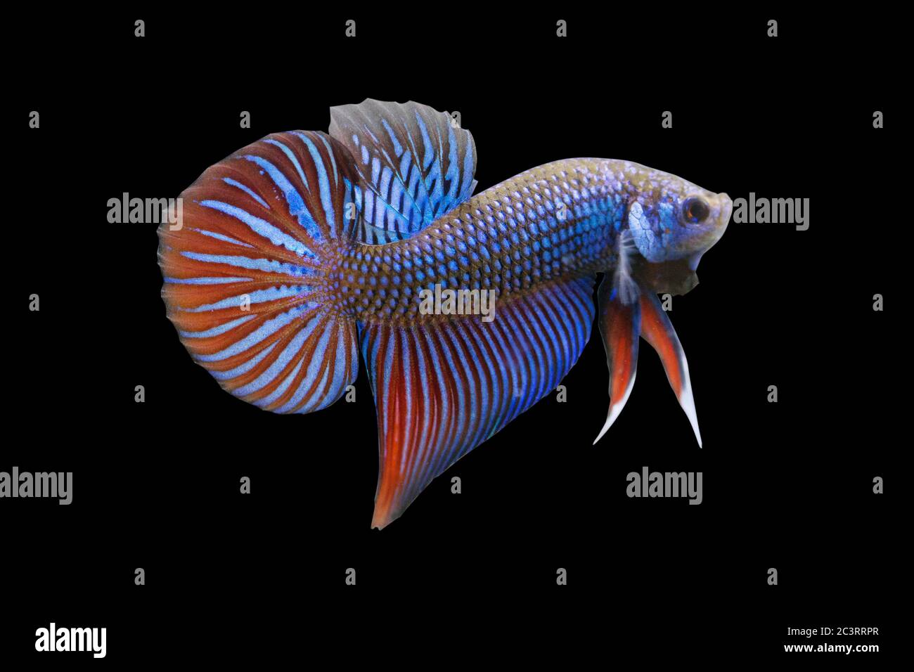 Betta Wild Mahachaiensis Blue Maschile o Plakat Fighting Fish Splendens su sfondo nero. Foto Stock