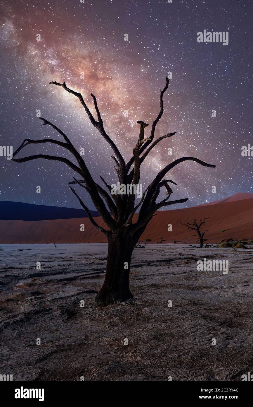 Acacia nel paesaggio di Dead Vlei, deserto del Namib, albero di acacia morto in valle con cielo di strada lattiginosa notte, Namibia Sossusvlei, Africa paesaggio selvaggio Foto Stock