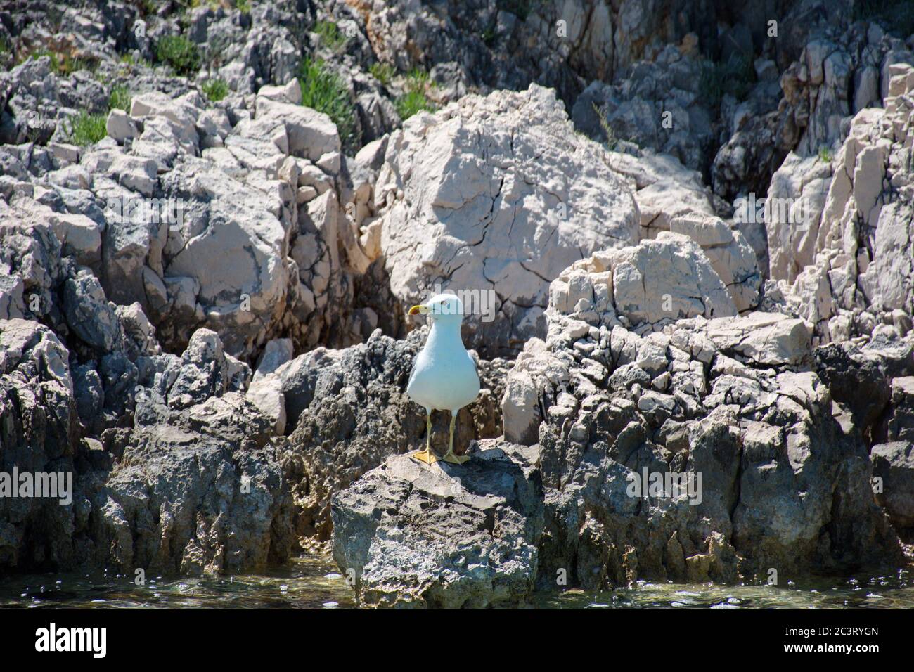 Ritratto di gabbiano in piedi su una roccia Foto Stock
