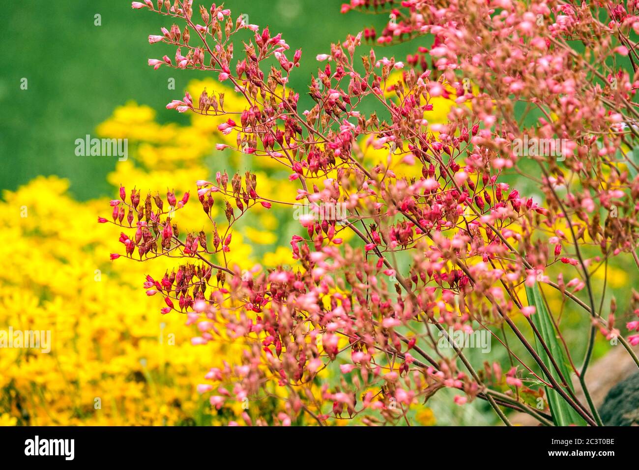 Fiori da giardino giallo rosa fiore di Heuchera fiore rosa fiore di Heuchera giugno Hardy perenne estate Heucheras Campane di Corallo Alumroot Coralbells Foto Stock