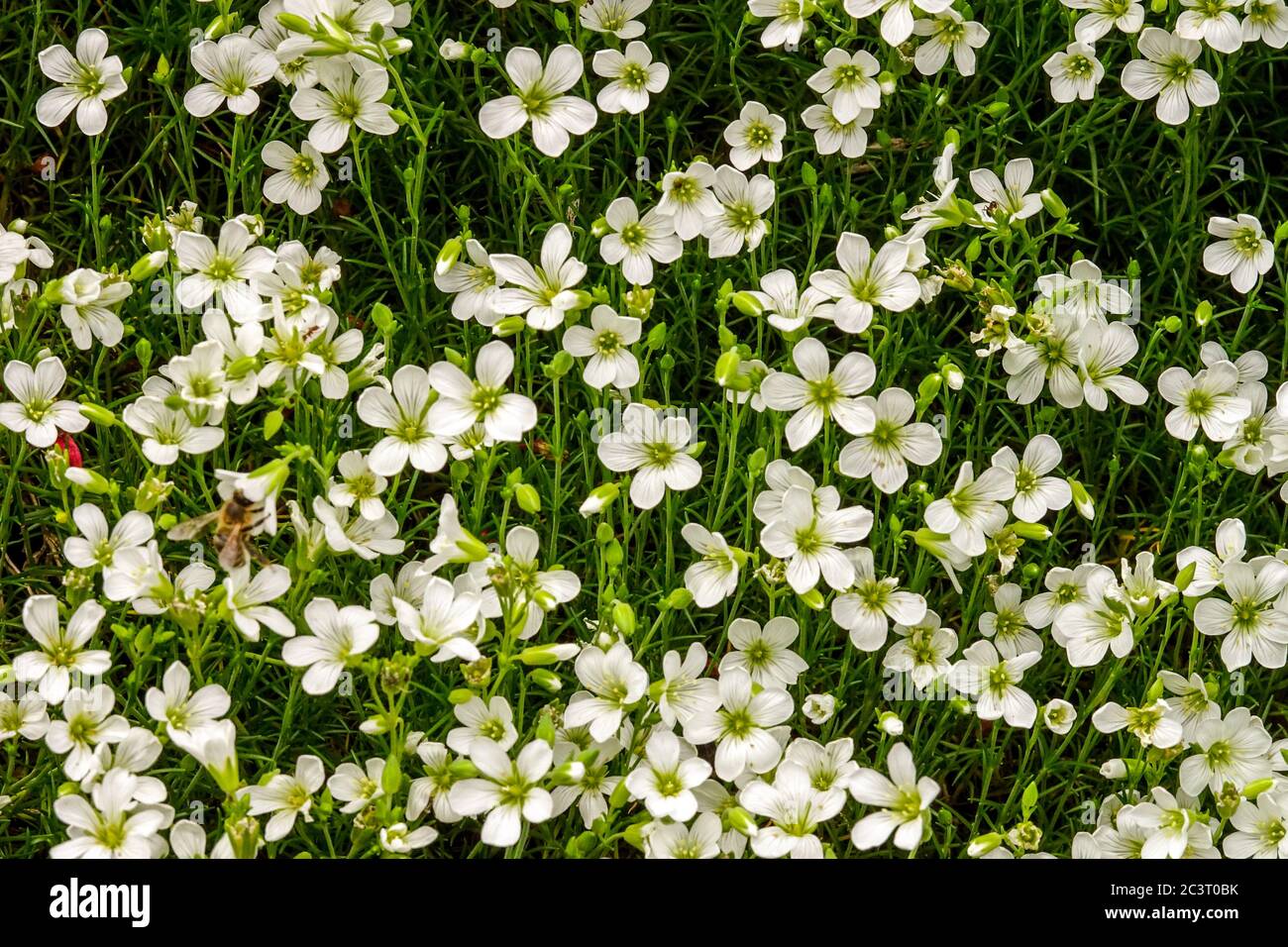 Minuartia langi Foto Stock