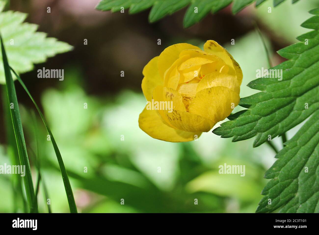 Testa di fiore di Globeflower europeo (Trollius europaeus). Fiore giallo prato con sfondo sfocato. Sfondo estivo. Foto Stock