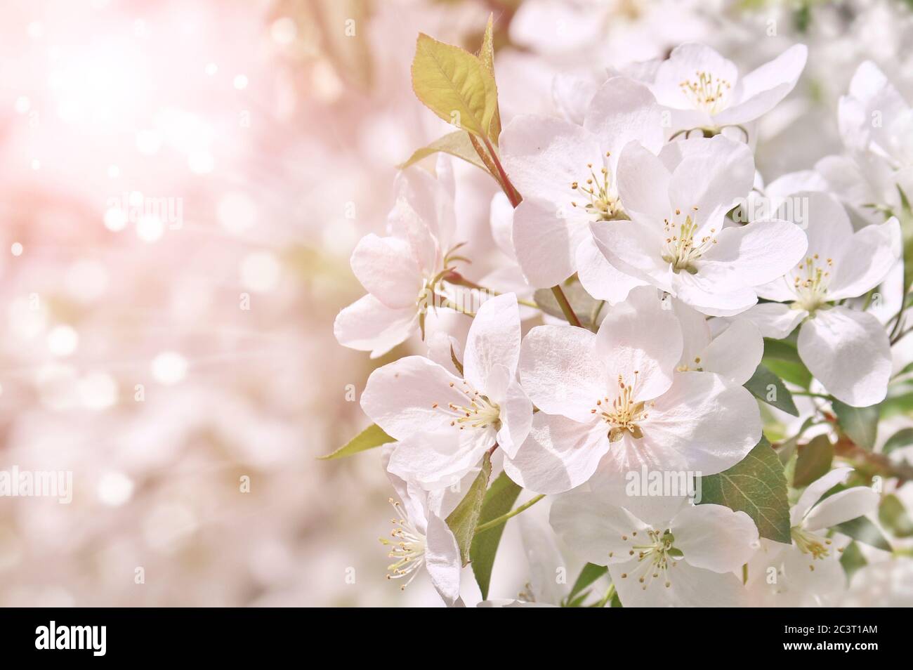 Messa a fuoco selettiva. Sfondo primavera - fiori bianchi di mela, sfondo sfocato. Modello per il progetto. Foto Stock
