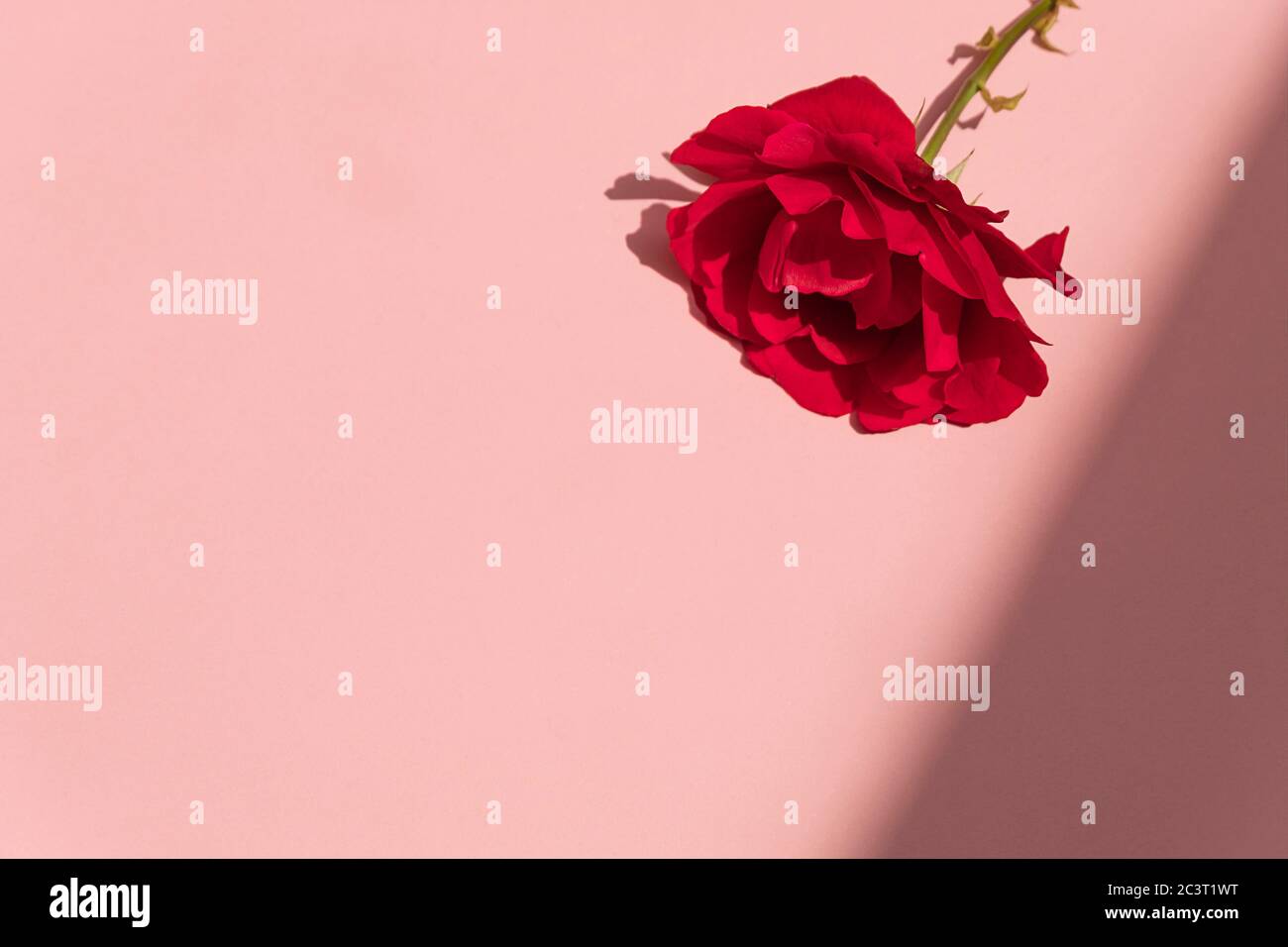 Stile minimalista sfondo rosa fiore con ombre dure. Vista dall'alto con spazio per il testo Foto Stock